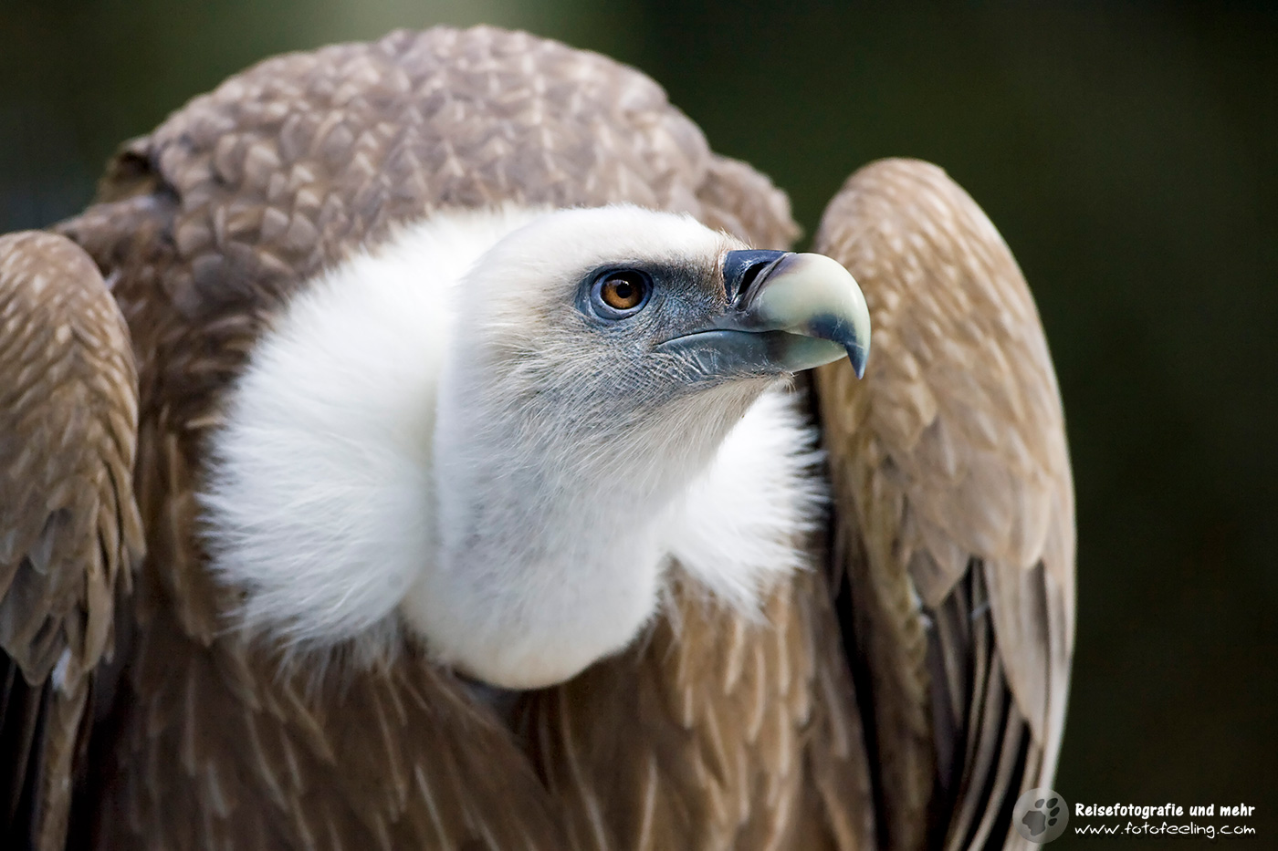 Gänsegeier (Gyps fulvus)