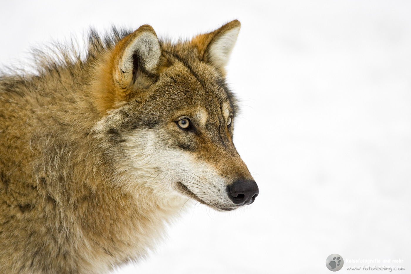 Wolf (Canis lupus)