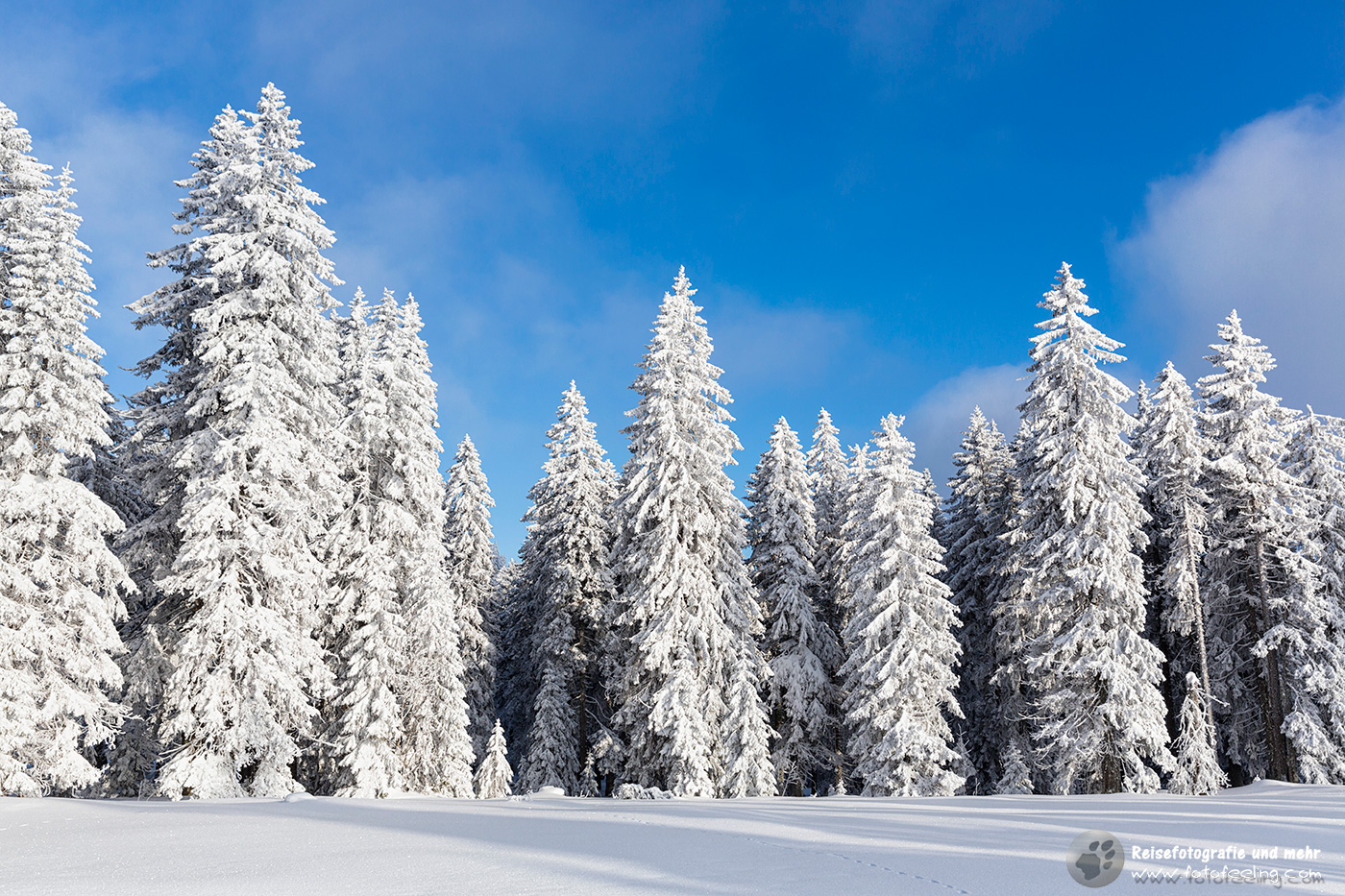 Arbermandl -  verschneite Latschen und Bergfichten