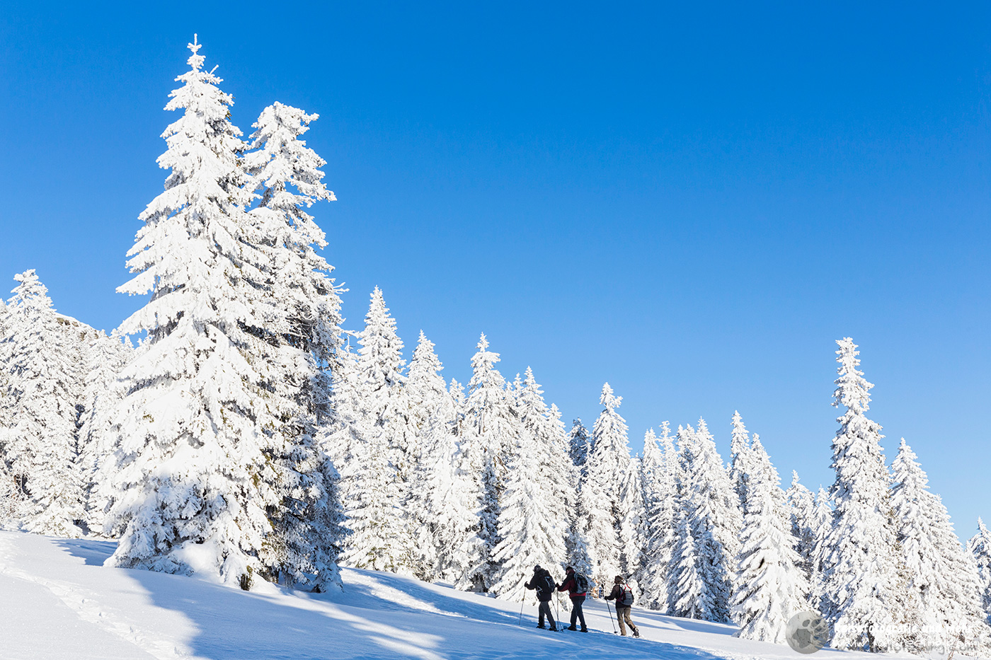 Schneeschuhwanderer in den verschneite Latschen und Bergfichten