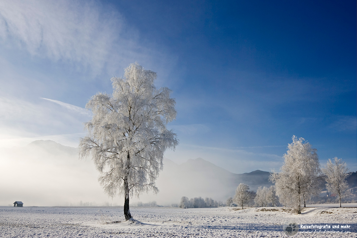 Frostiger Morgen im Moos