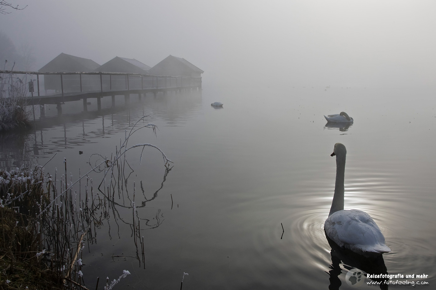 Schwan im Nebel