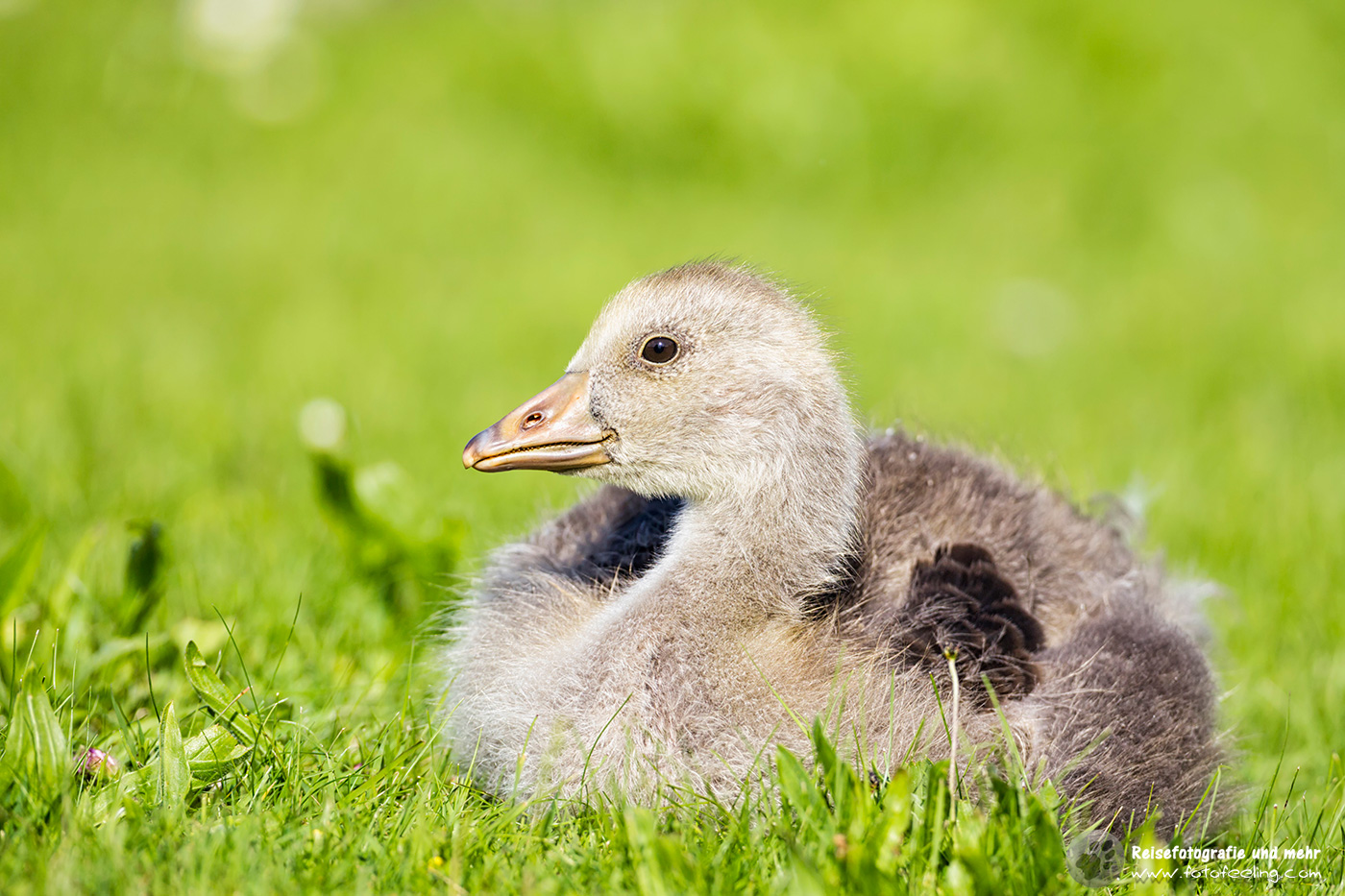 Graugans Küken, Greylag Goose oder Graylag chick (Anser anser)