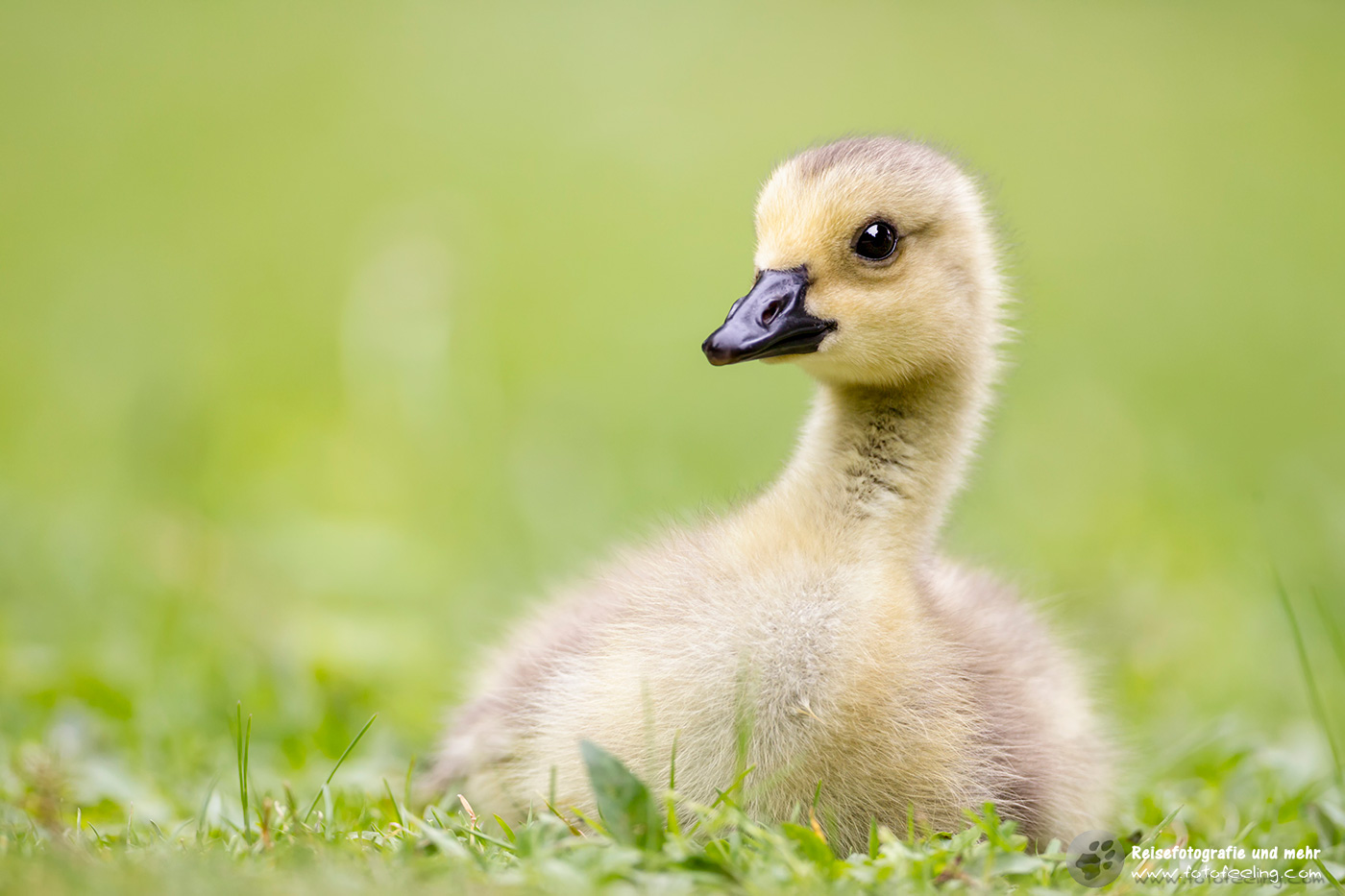 Kanadagans Küken, Canada Goose (Branta canadensis)