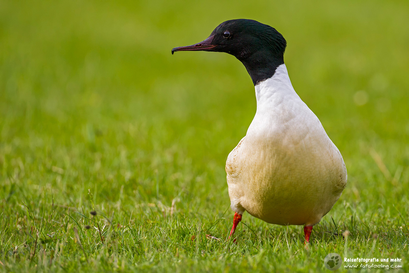 Gänsesäger, Goosander (Mergus merganser) männlicher Vogel