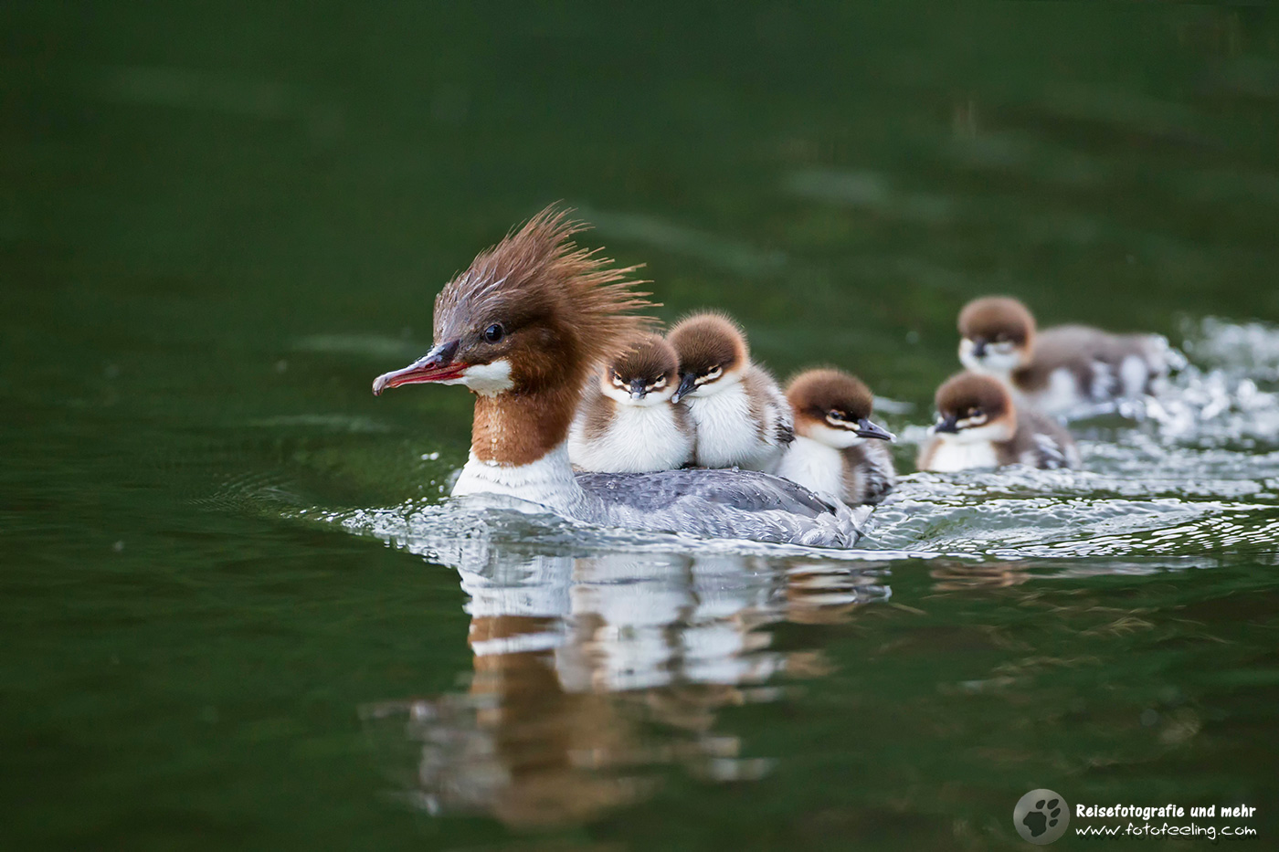 Gänsesäger, Goosander (Mergus merganser) mit Küken auf dem Rücken