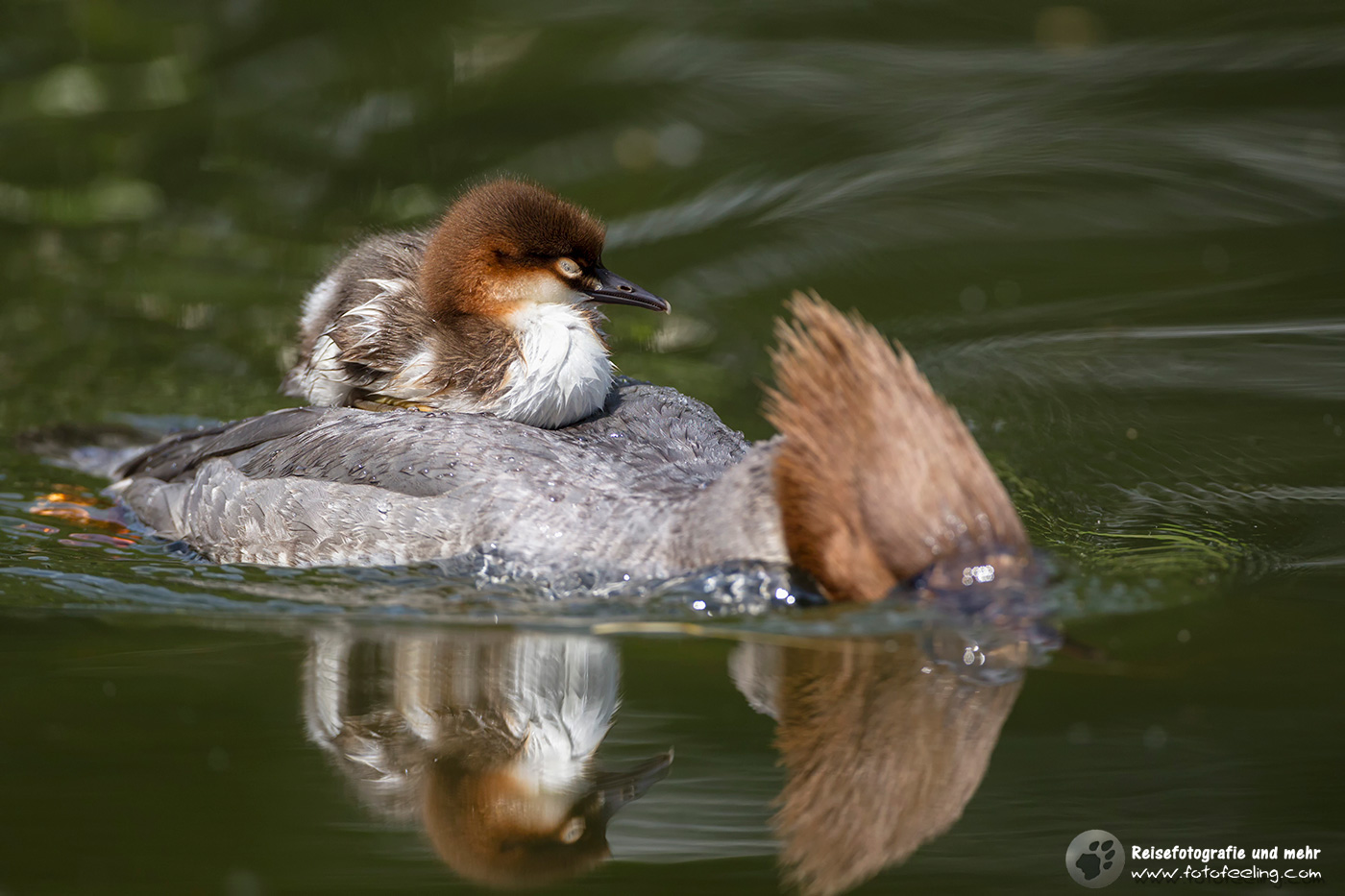 Gänsesäger, Goosander (Mergus merganser) mit Küken auf dem Rücken