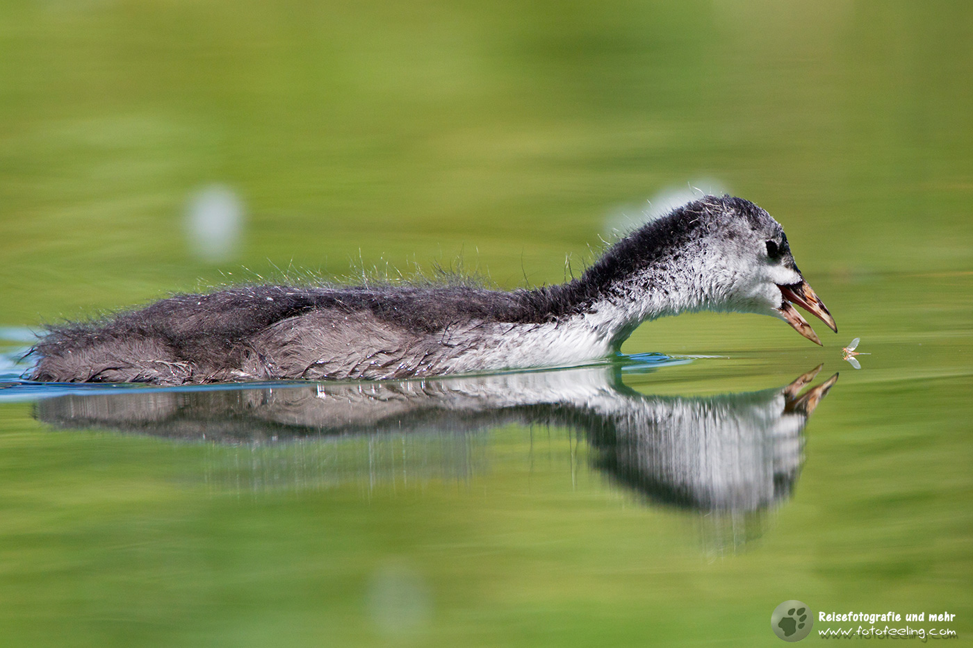 Blässhuhn, Eurasian Coot (Fulica atra) - Küken fängt Eintagsfliege