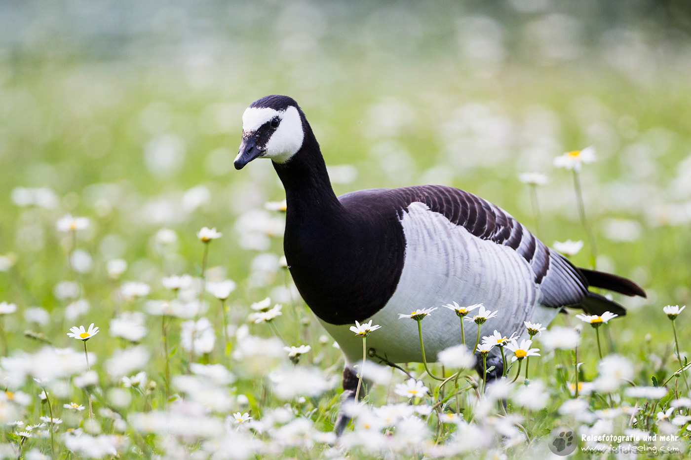 Weißwangengans Barnacle Goose (Branta leucopsis)