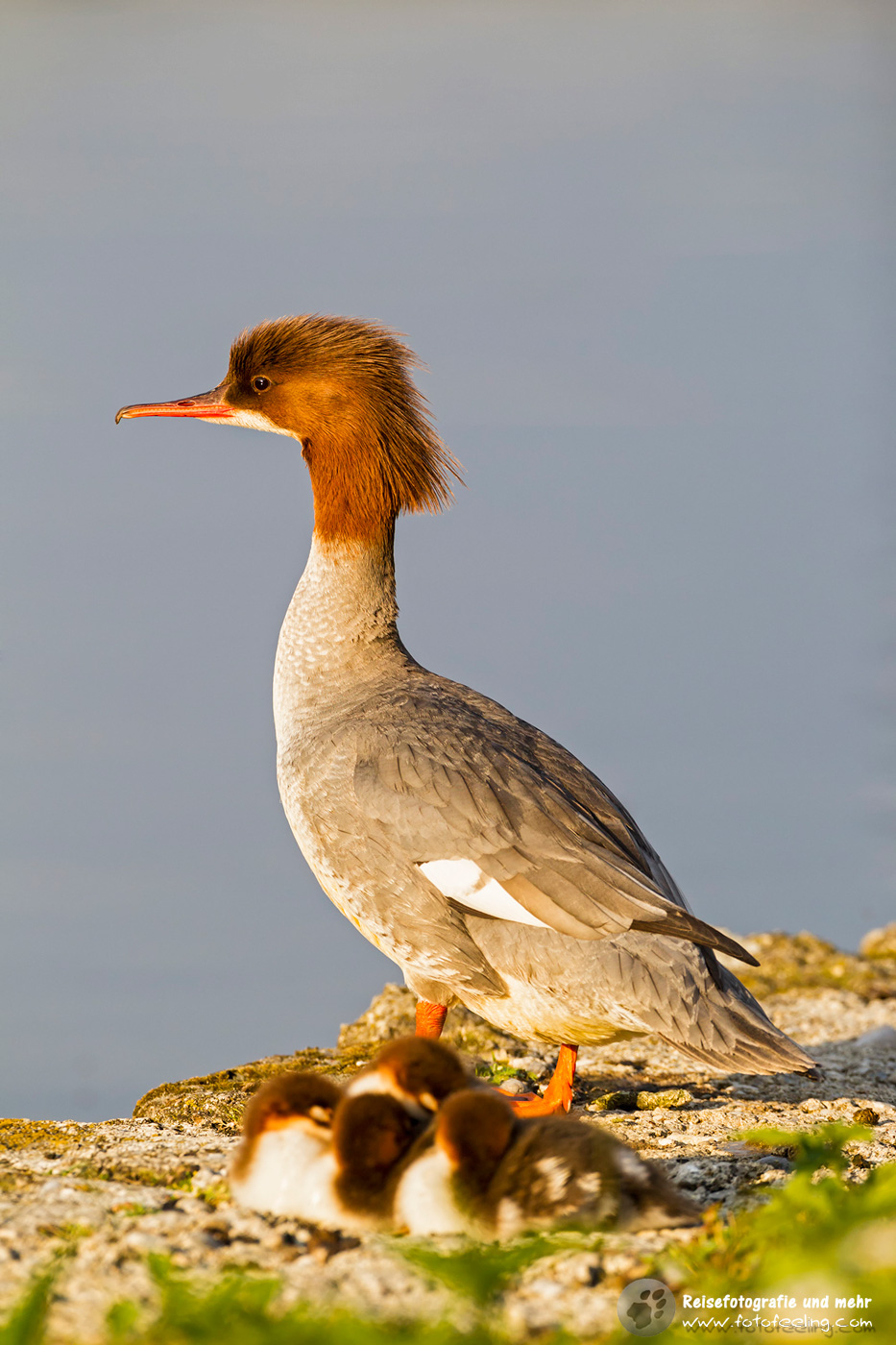 Gänsesäger, Goosander (Mergus merganser) mit Küken