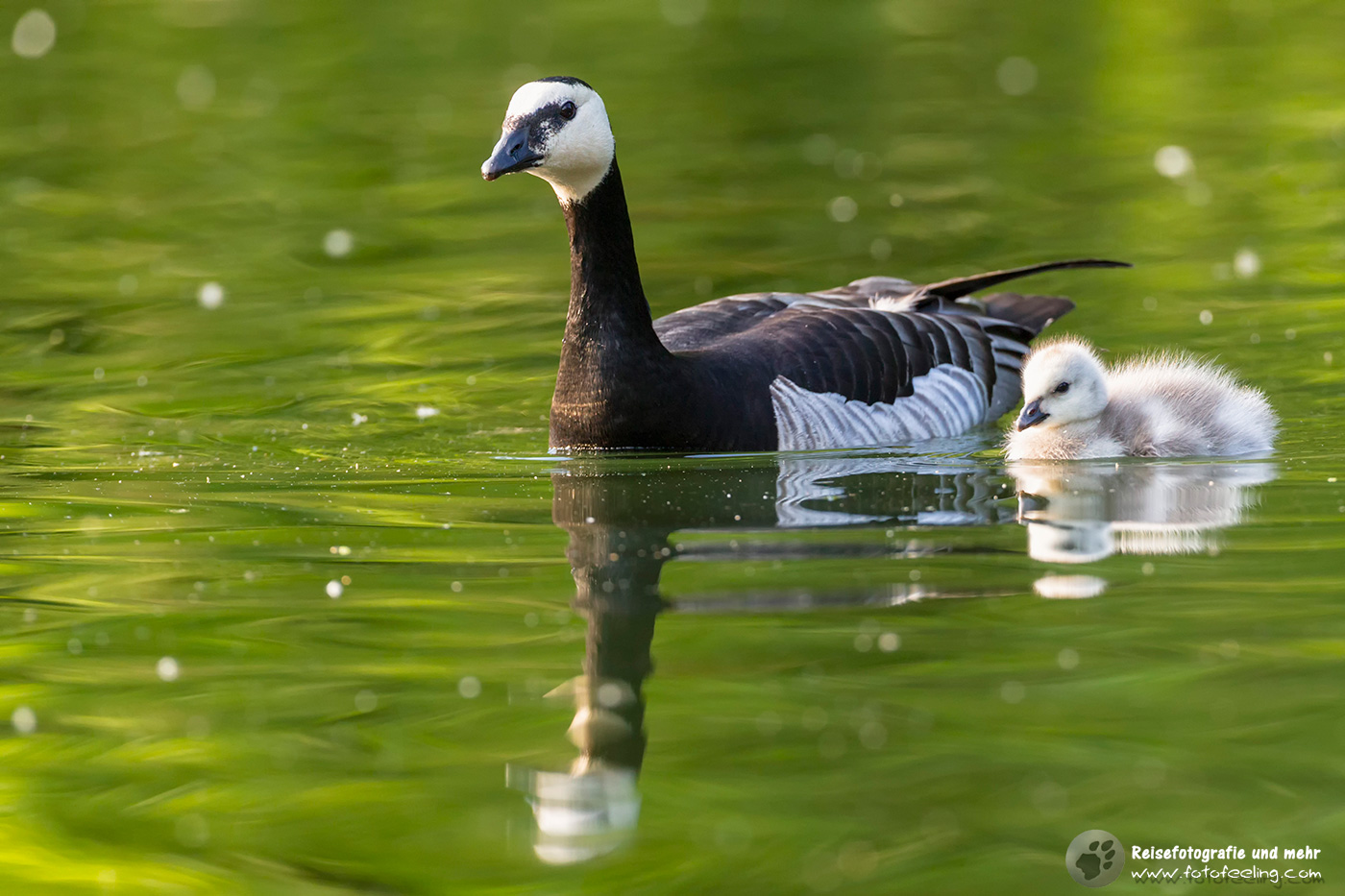 Weißwangengans Barnacle Goose (Branta leucopsis) mit Küken