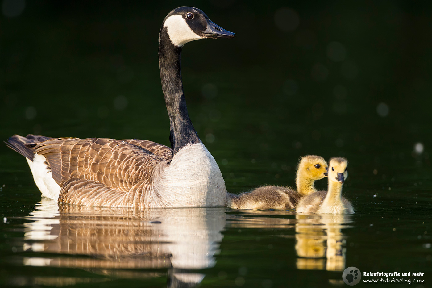 Kanadagans, Canada Goose (Branta canadensis) mit Küken