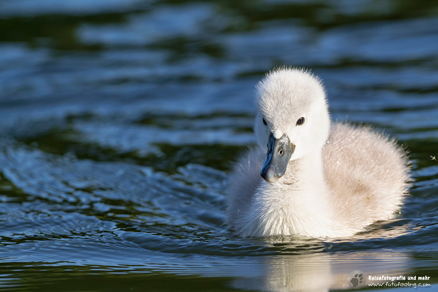 Höckerschwan (Cygnus olor) Küken