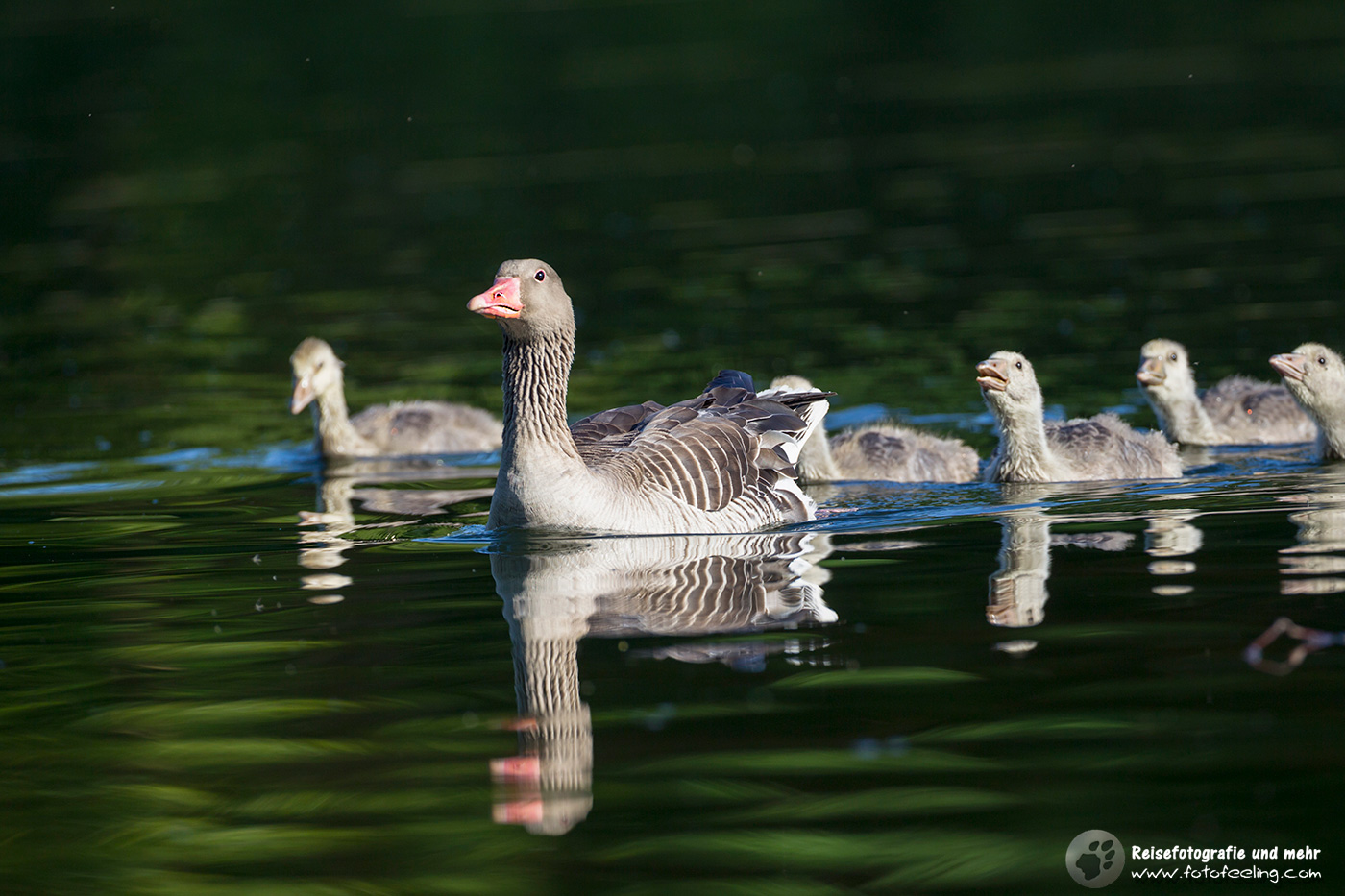 Graugans, Greylag Goose oder Graylag chick (Anser anser) mit Küken