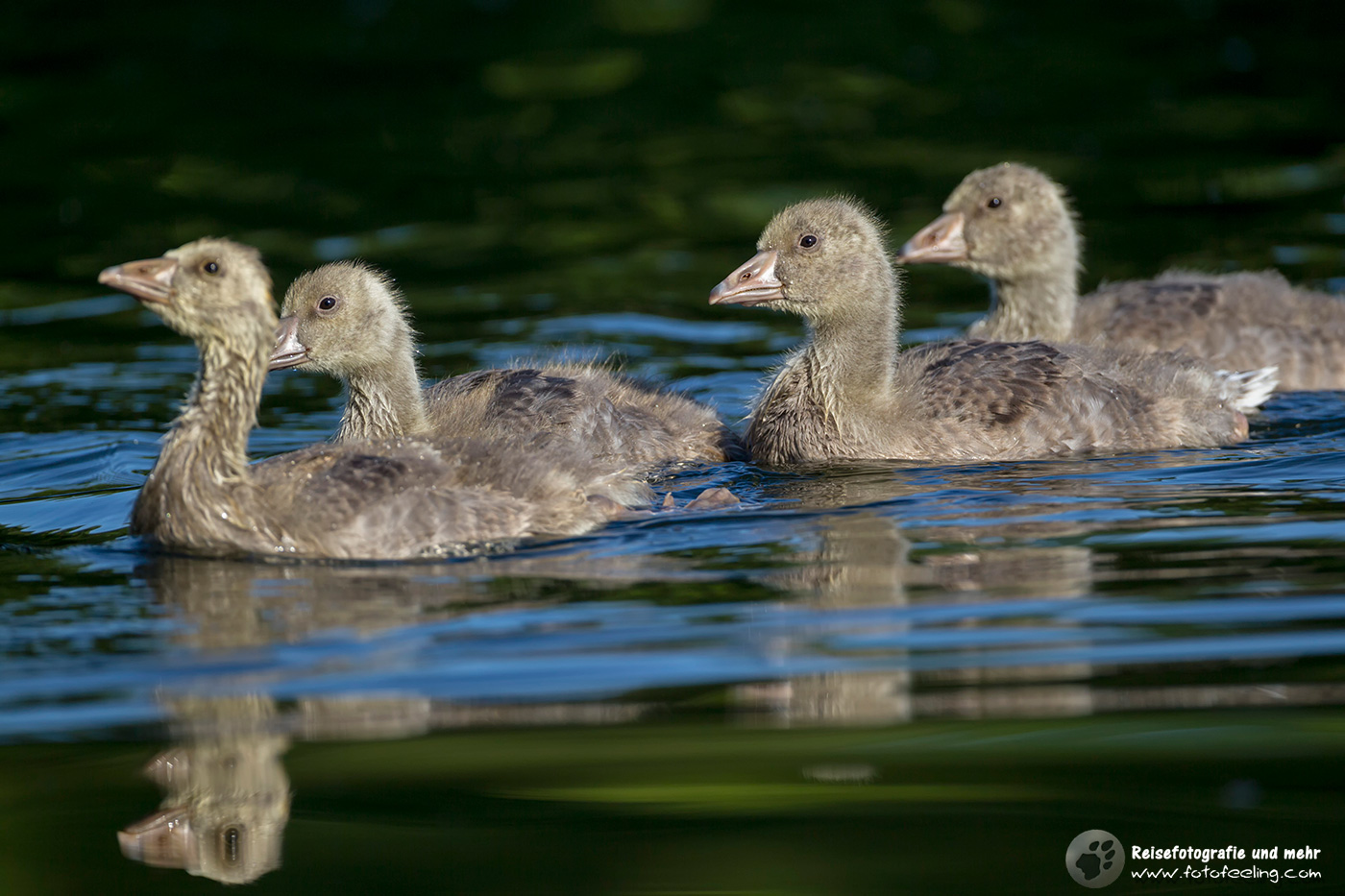 Graugans Küken, Greylag Goose oder Graylag chick (Anser anser)