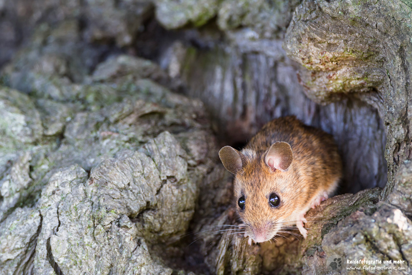 Wald- oder Gelbhalsmaus, Yellow-necked Mouse (Apodemus flavicollis)