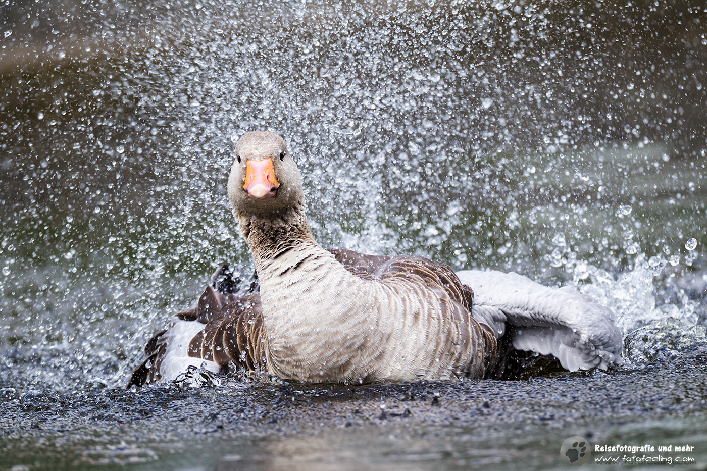 Badende Graugans, Greylag Goose oder Graylag chick (Anser anser)