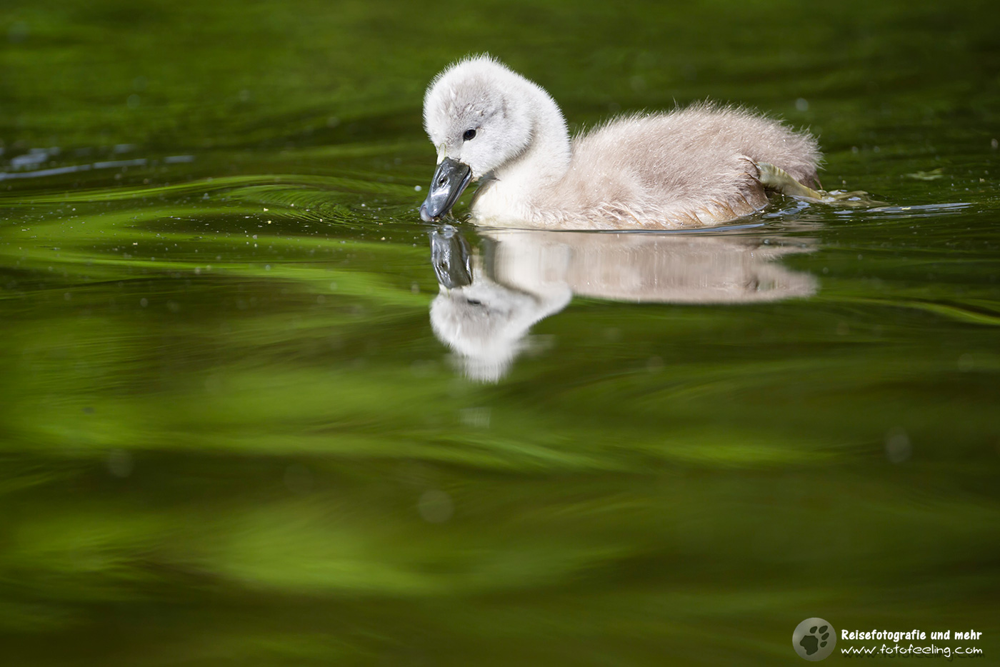 Höckerschwan (Cygnus olor) Küken