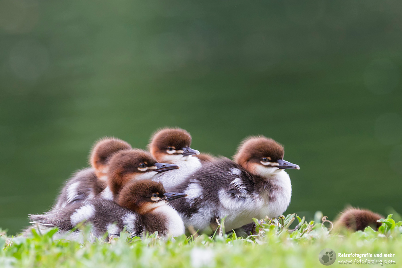 Gänsesäger Küken, Goosander (Mergus merganser)
