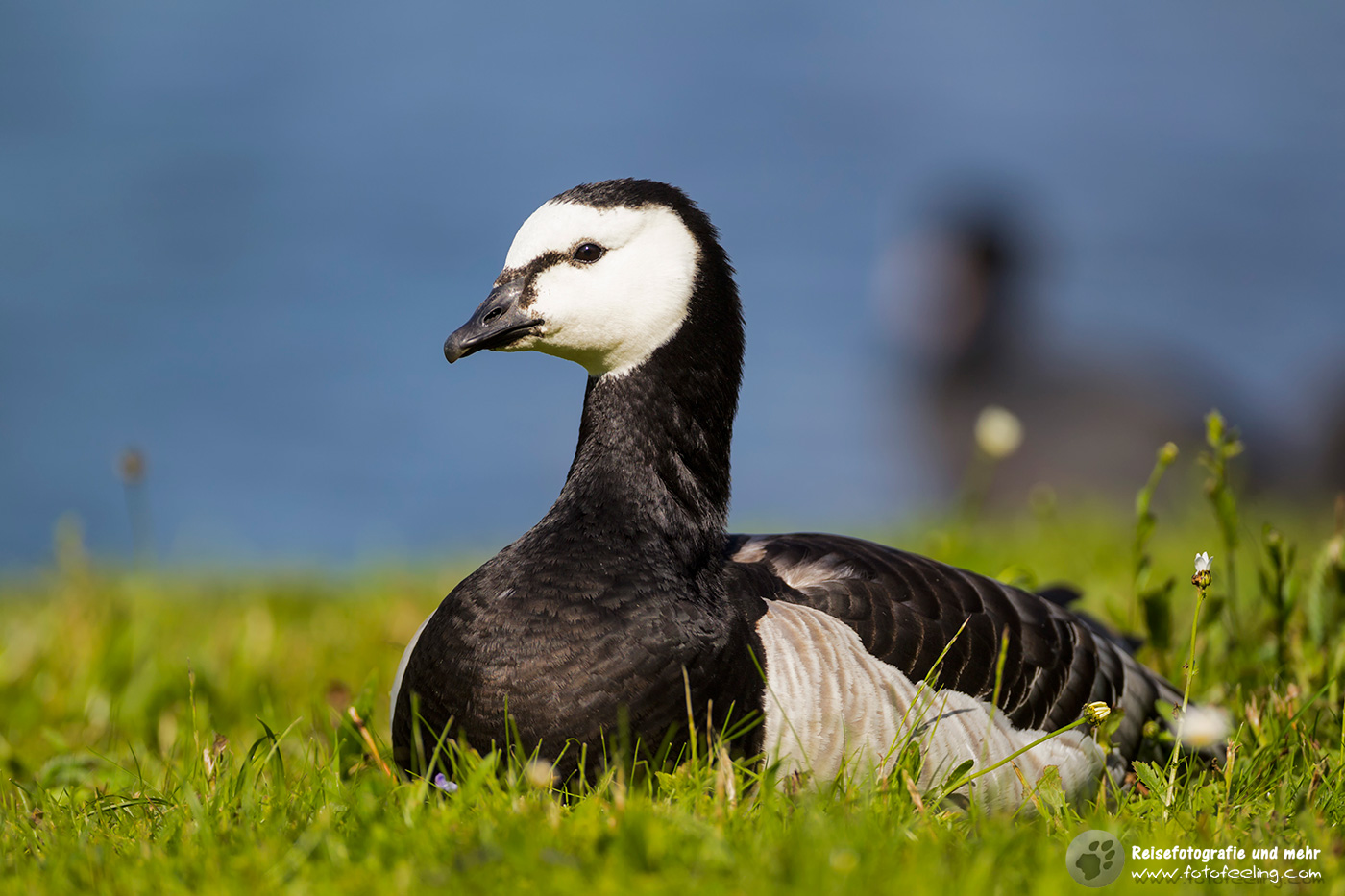 Weißwangengans, Barnacle Goose (Branta leucopsis)
