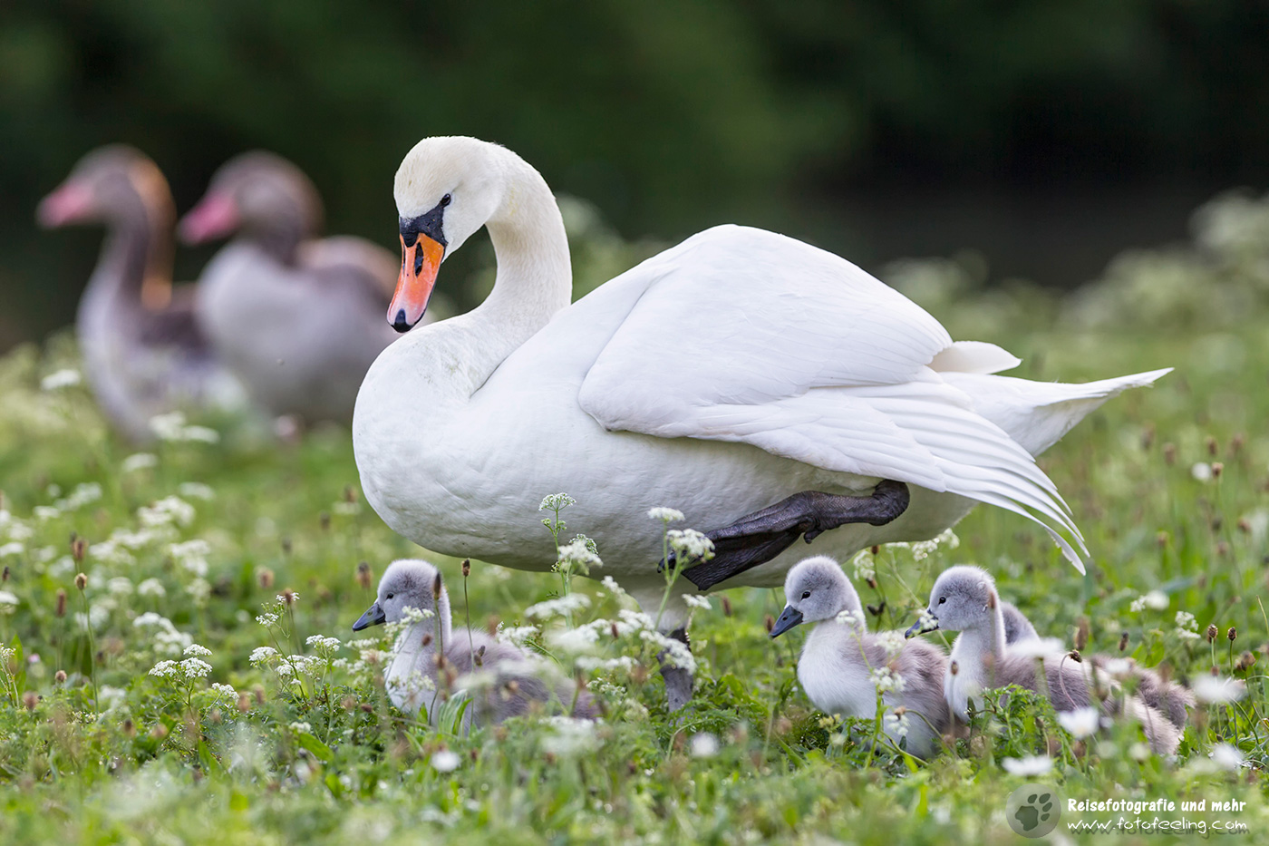 Höckerschwan (Cygnus olor) mit Küken