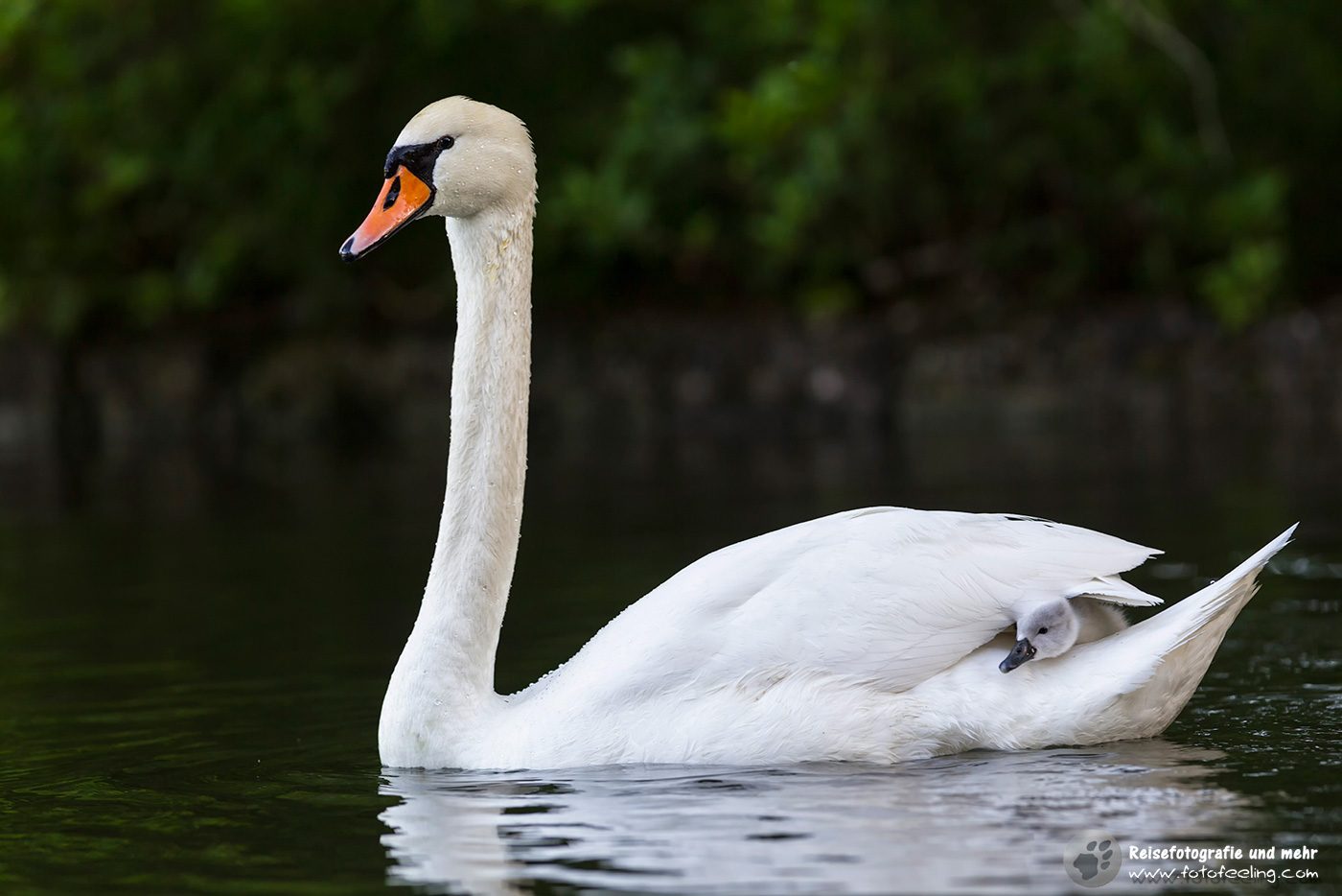 Höckerschwan (Cygnus olor) trägt sein Küken