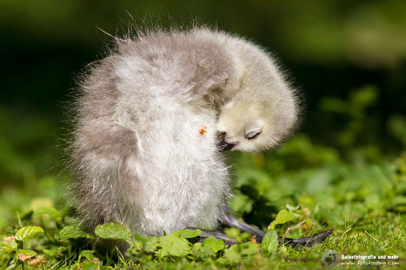 Weißwangengans KükenBarnacle Goose (Branta leucopsis)