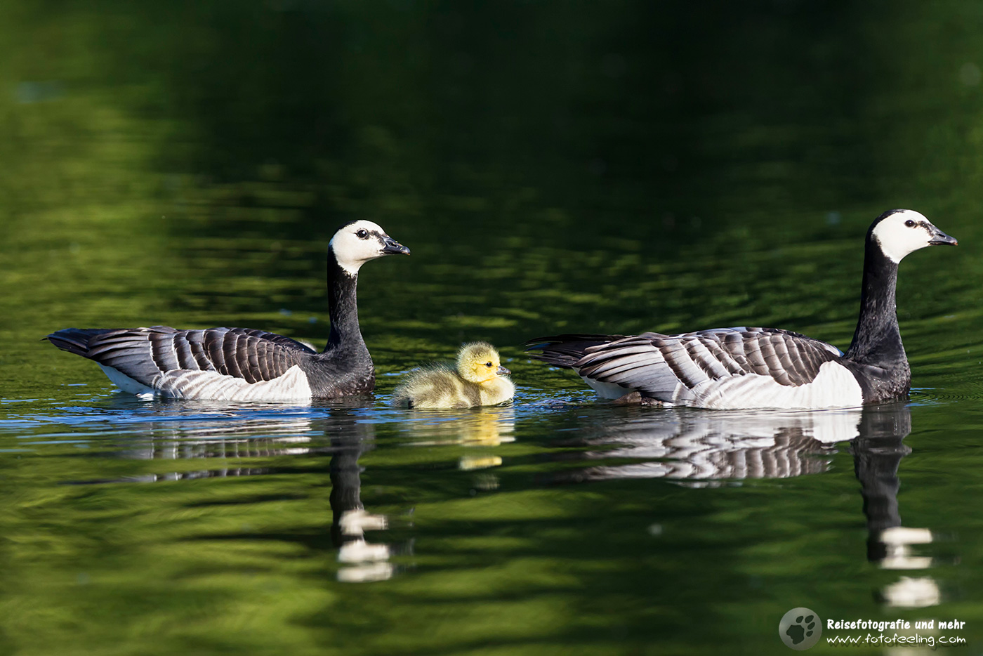 Weißwangengänse mit einem Küken, Barnacle Goose (Branta leucopsis)