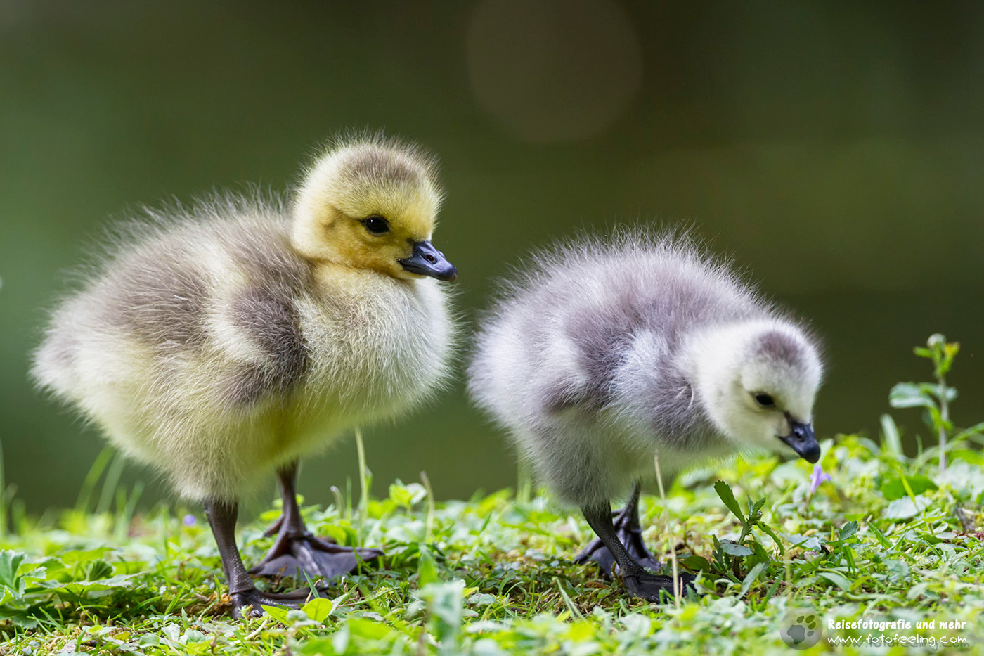 Weißwangengänse Küken Barnacle Goose (Branta leucopsis)