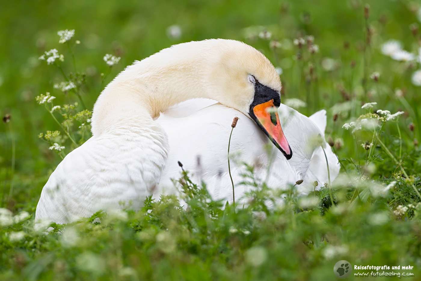 Schlafender Höckerschwan (Cygnus olor)