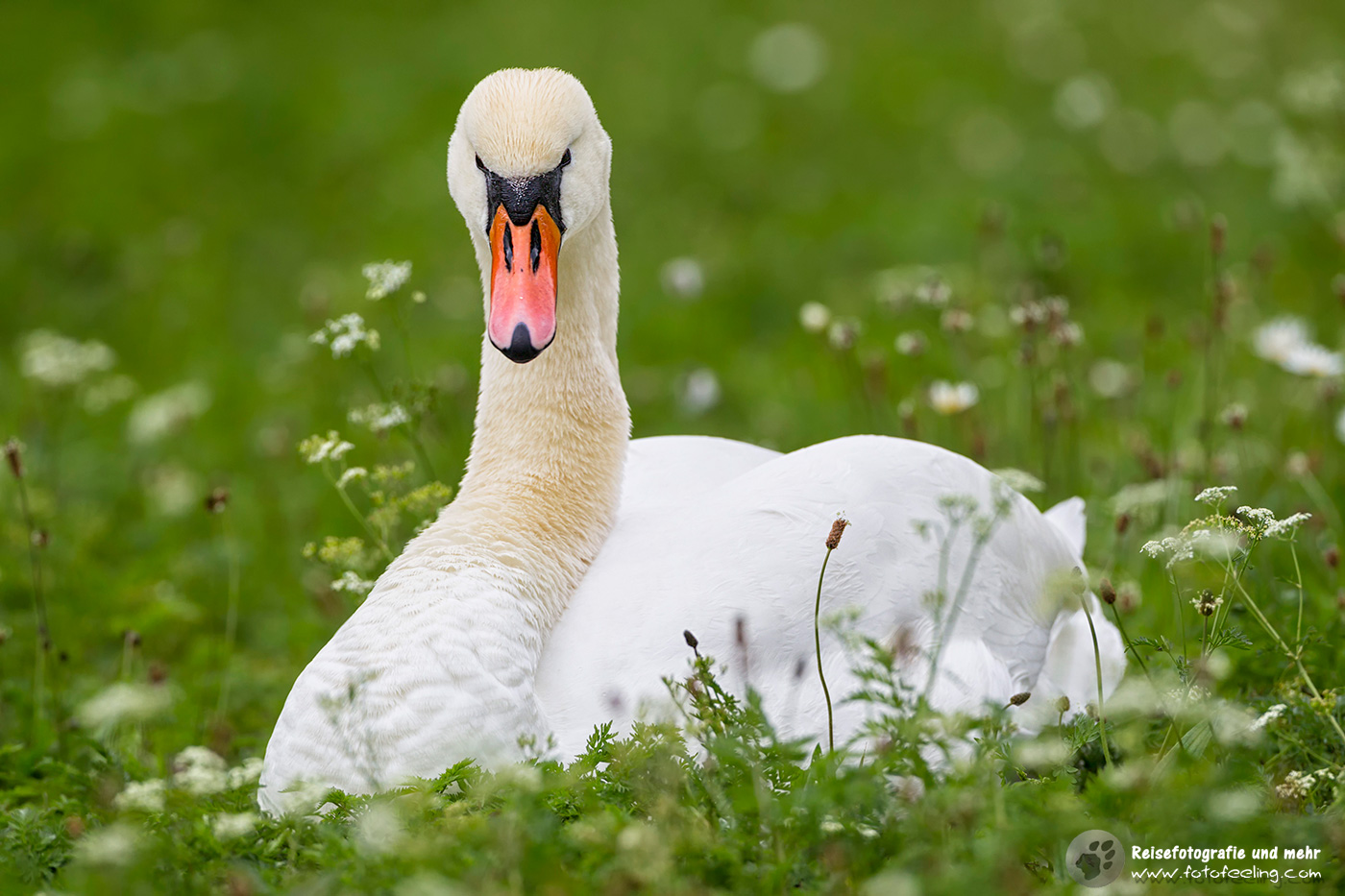 Höckerschwan (Cygnus olor) im Gras