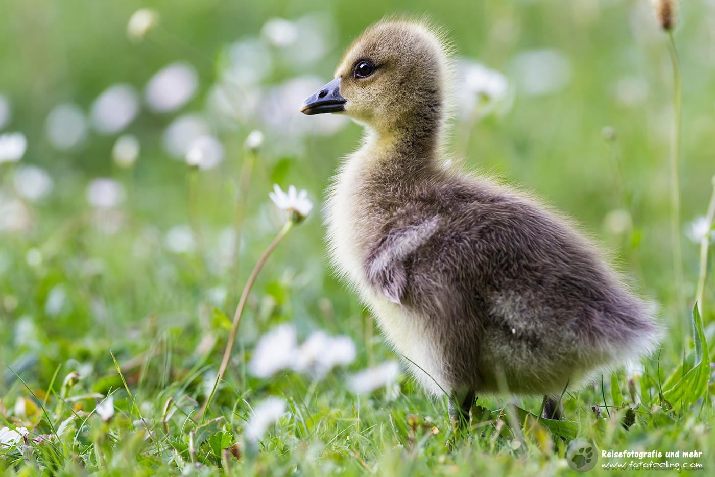 Weißwangengänse Küken, Barnacle Goose (Branta leucopsis)
