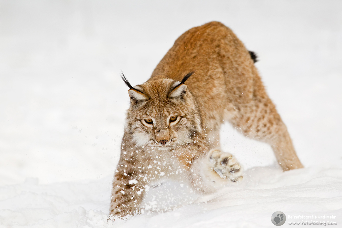 Eurasische Luchs oder Nordluchs (Lynx lynx)