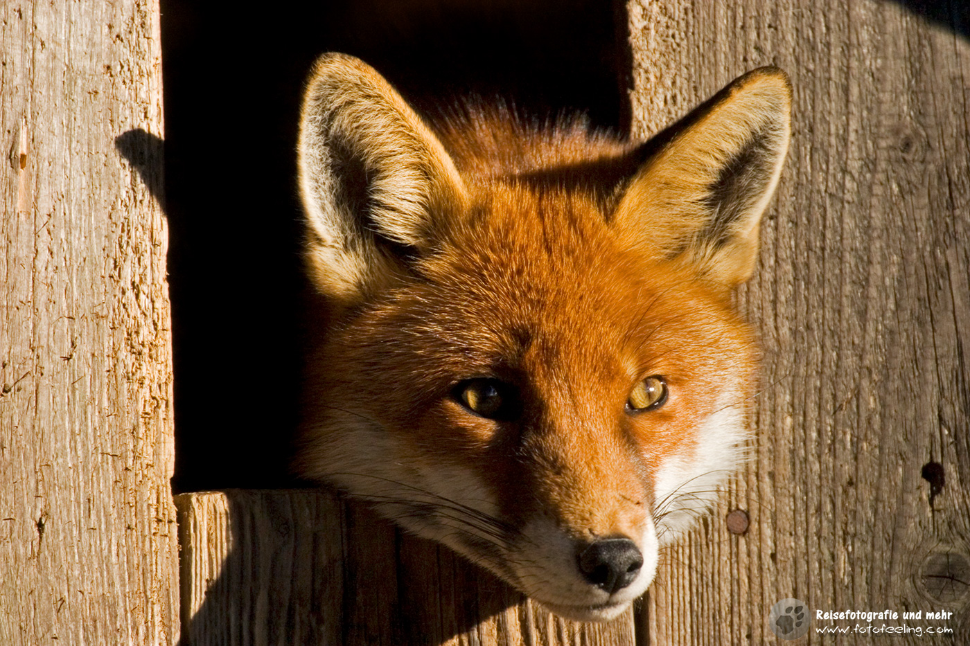 Rotfuchs (Vulpes vulpes)