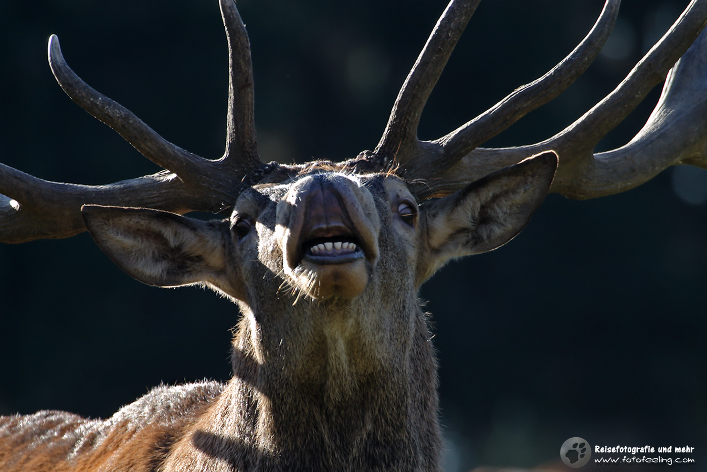 Rothirsch (Cervus elaphus)