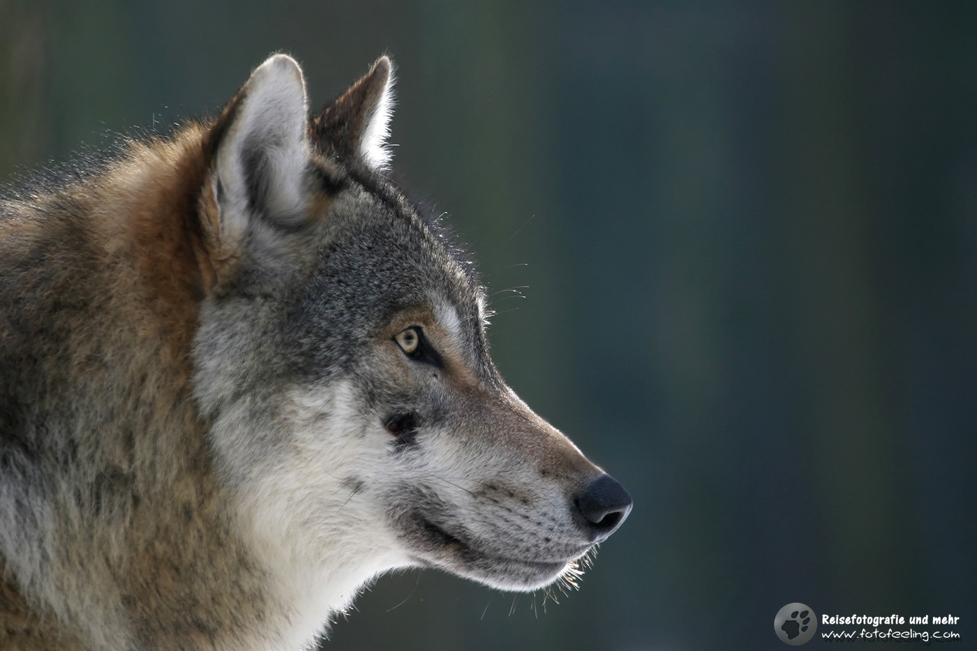 Wolf (Canis lupus) - Krümel