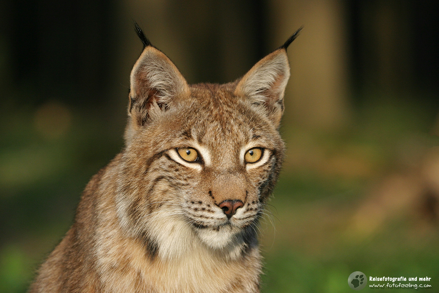 Eurasische Luchs oder Nordluchs (Lynx lynx)