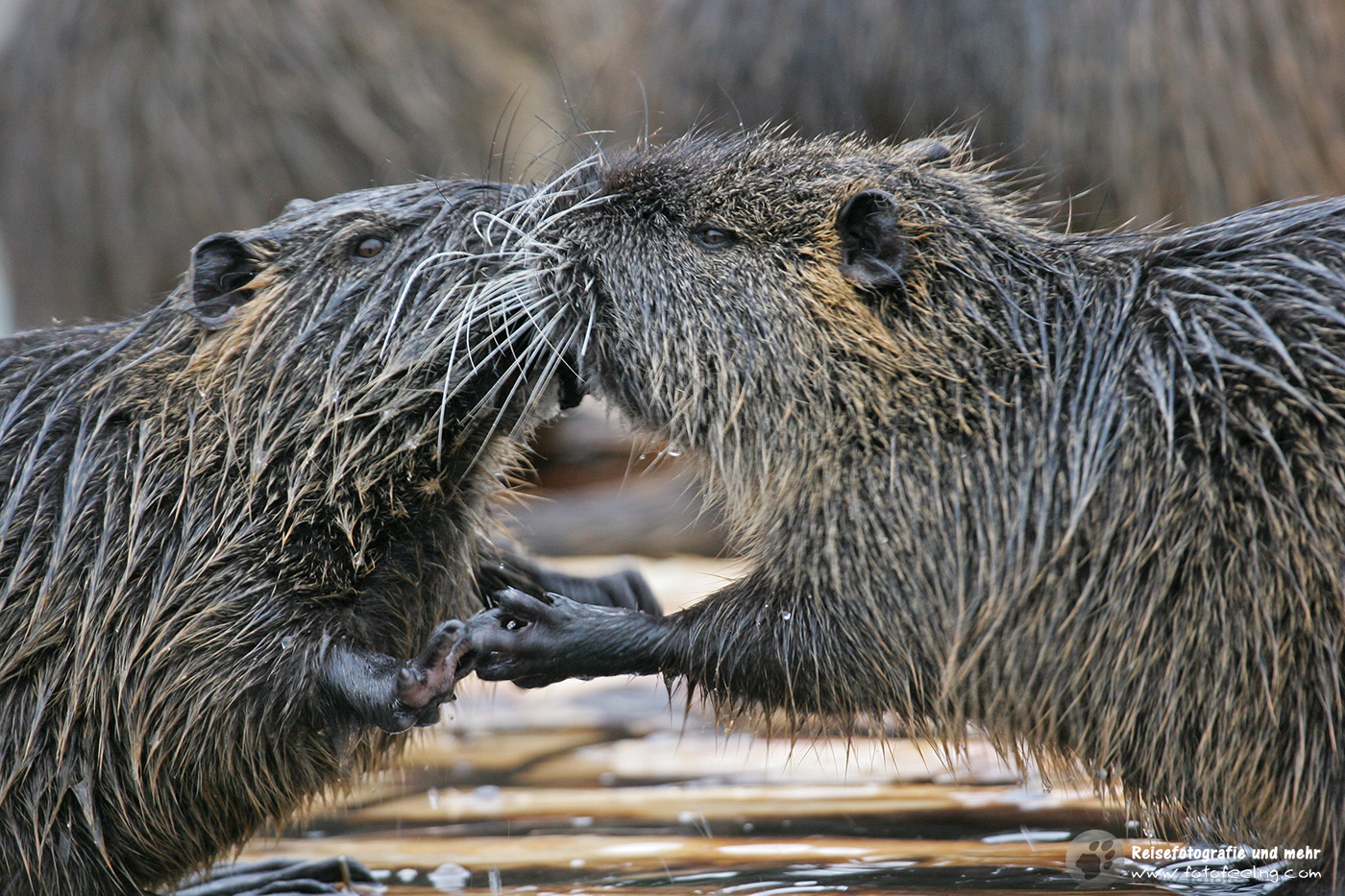 Nutria (Myocastor coypus), Biberratte