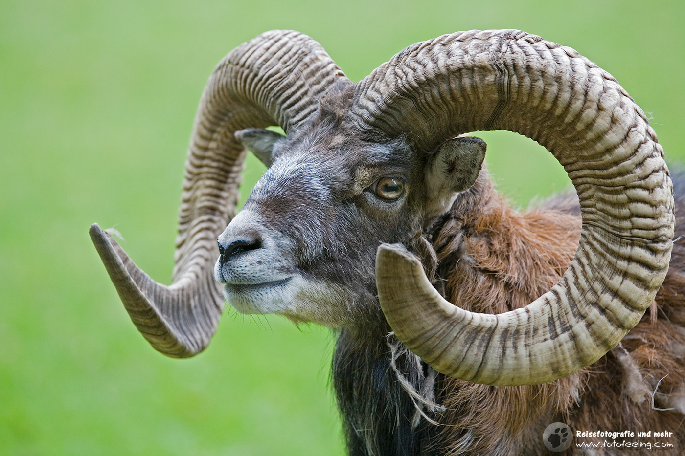 Europäisches Mufflon (Ovis gmelini musimon