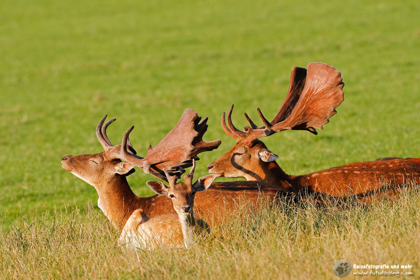 Damhirsche (Dama dama), Damwild