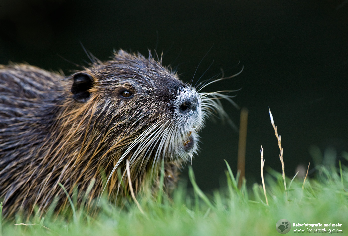 Nutria (Myocastor coypus), Biberratte