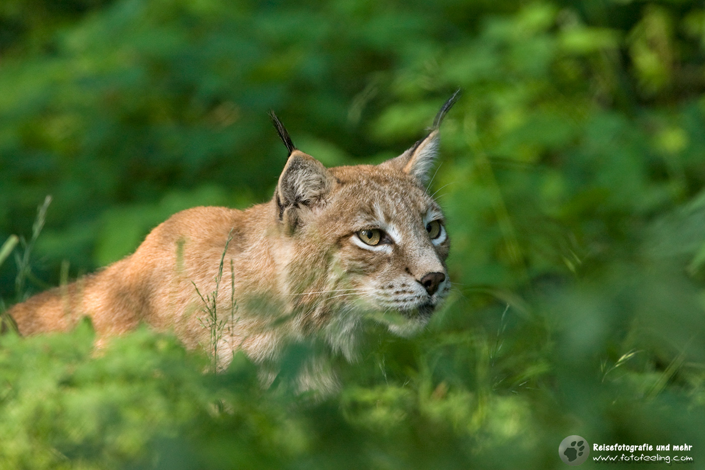 Eurasische Luchs oder Nordluchs (Lynx lynx)