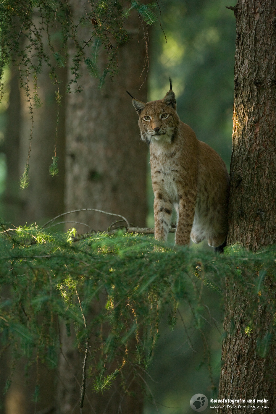 Eurasische Luchs oder Nordluchs (Lynx lynx)