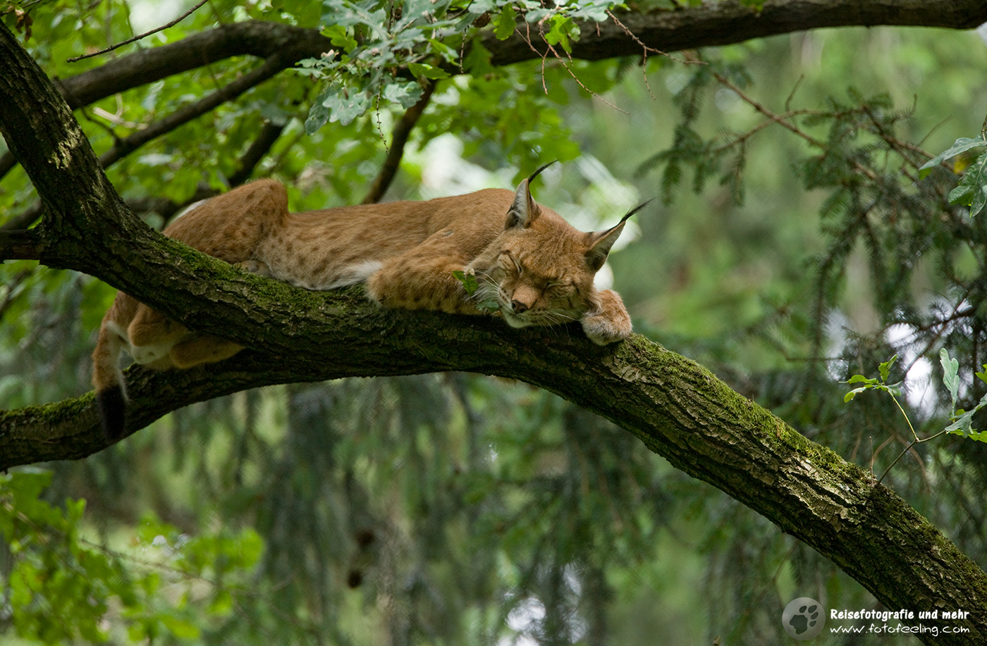Eurasische Luchs oder Nordluchs (Lynx lynx)