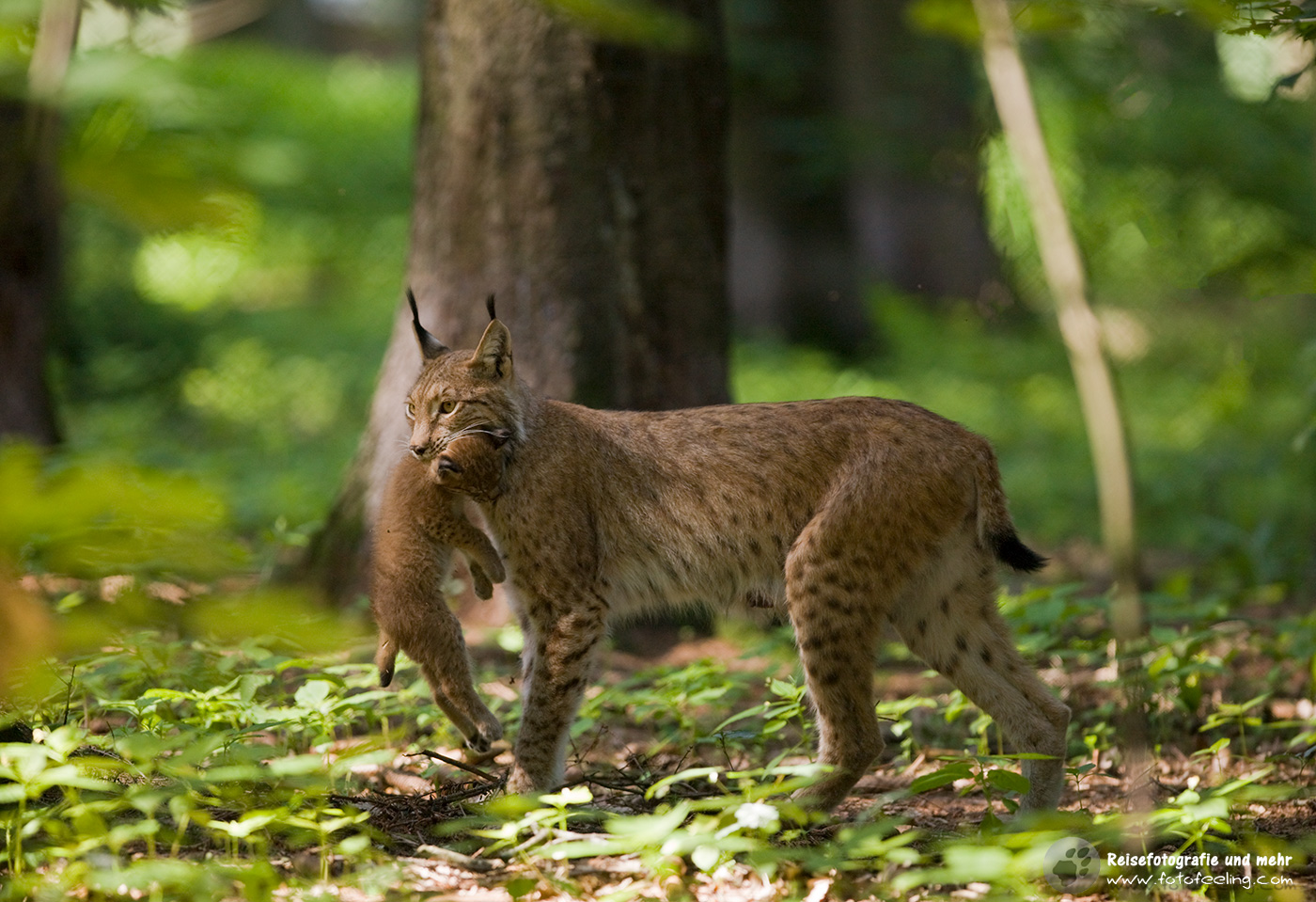 Eurasische Luchs oder Nordluchs (Lynx lynx)