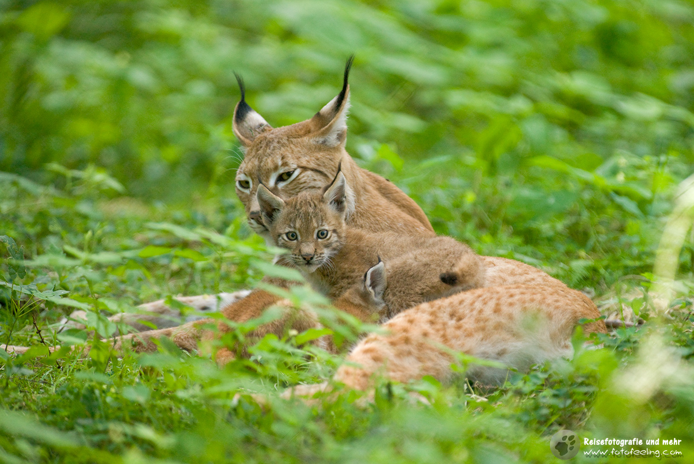 Eurasische Luchs oder Nordluchs (Lynx lynx)