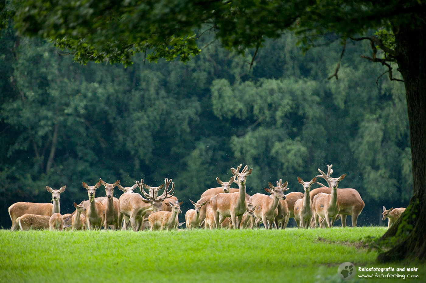 Rothirsch (Cervus elaphus)