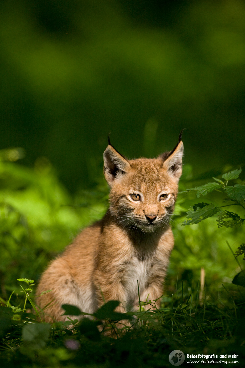 Eurasische Luchs oder Nordluchs (Lynx lynx)