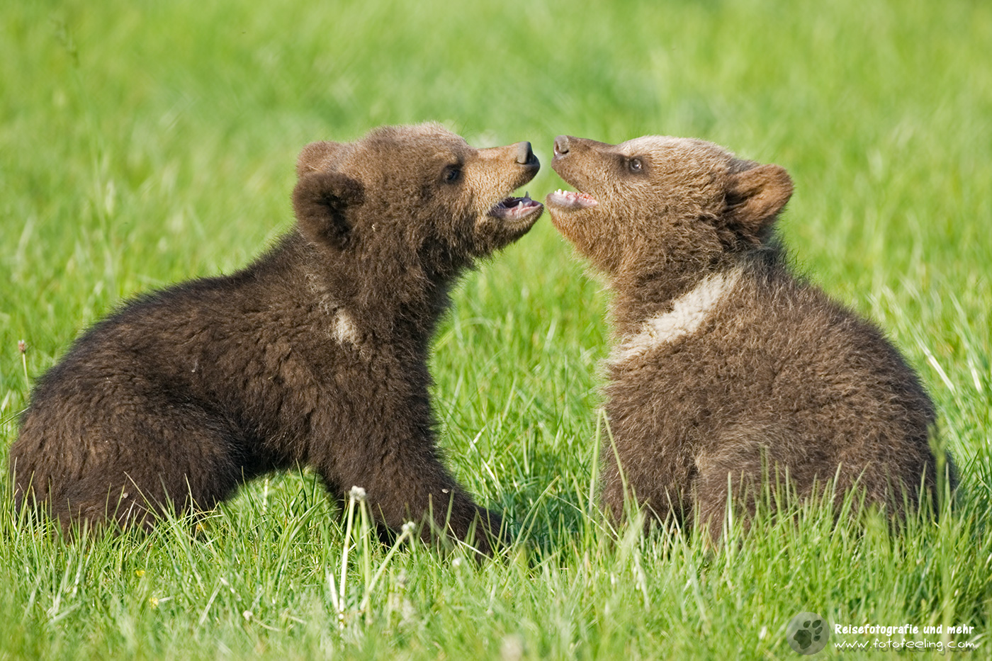 Europäischer Braunbär oder Eurasischer Braunbär (Ursus arctos arctos)
