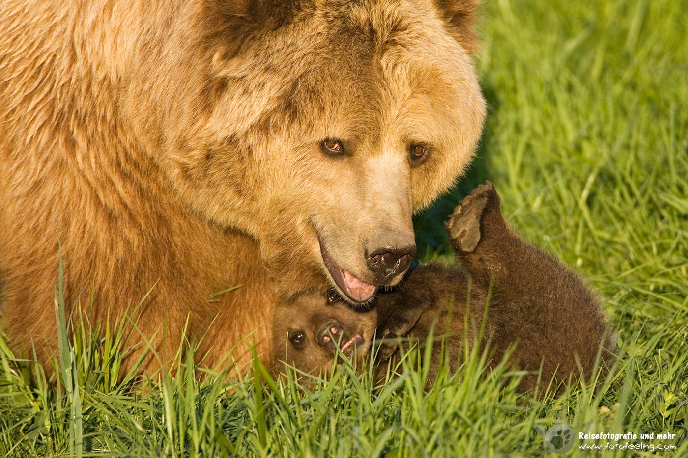 Europäischer Braunbär oder Eurasischer Braunbär (Ursus arctos arctos)